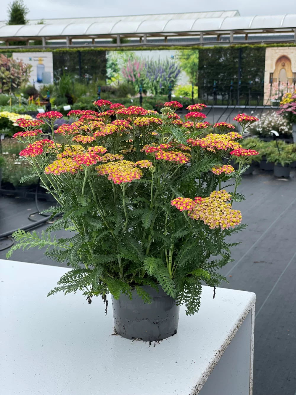 The healthy green foliage gives this product a fresh and healthy look for a long time! Potted in week 12; the picture is taken on 15.07.2021 at our container field in Hendrik-Ido-Ambacht (NL).