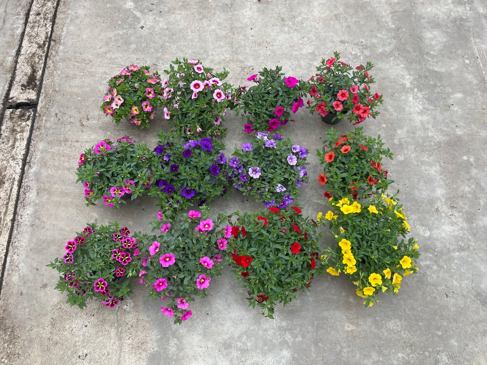 The uniform Calibrachoa Cabaret early series with big flowers and all main colours available. Picture taken in April 2025, Packtrials.