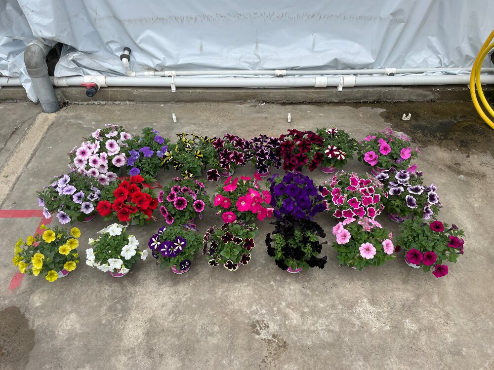 Witter dan Wit: oude vs. nieuwe GO!Tunia White, aanzienlijke verbetering in groei, bloemgrootte en kleur. De foto werd genomen in week 17, 2022 op de Florensis Pack Trials in Hendrik-Ido-Ambacht, Nederland.