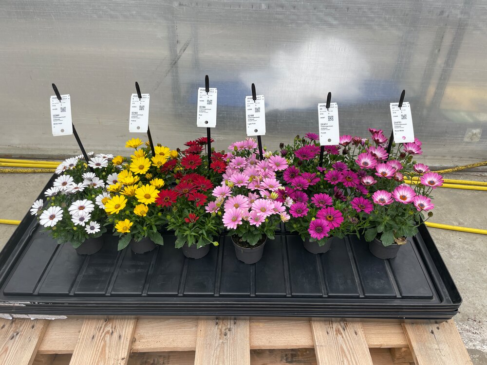 The full colour range of Dalina osteospermum makes colourful trolley presentations possible. Picture taken week 17 2025, PackTrials.