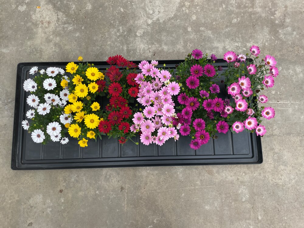 The Dalina compact series is very uniform across the colours and is suitable for large scale production.