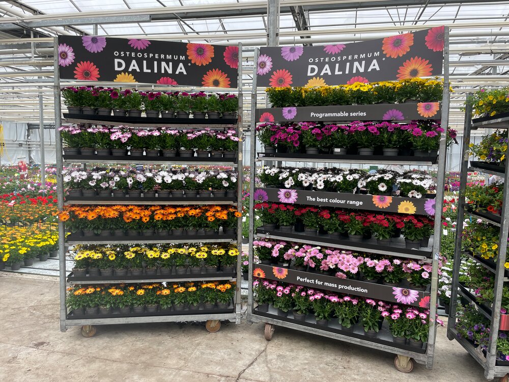 The full colour range of Dalina osteospermum makes colourful trolley presentations possible. Picture taken week 17 2025, PackTrials.