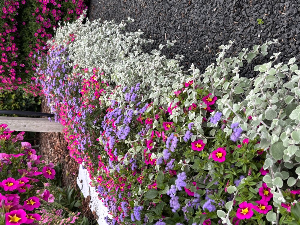 Because of the trailing habit, Monarch Magic is very suitable for mix combinations.