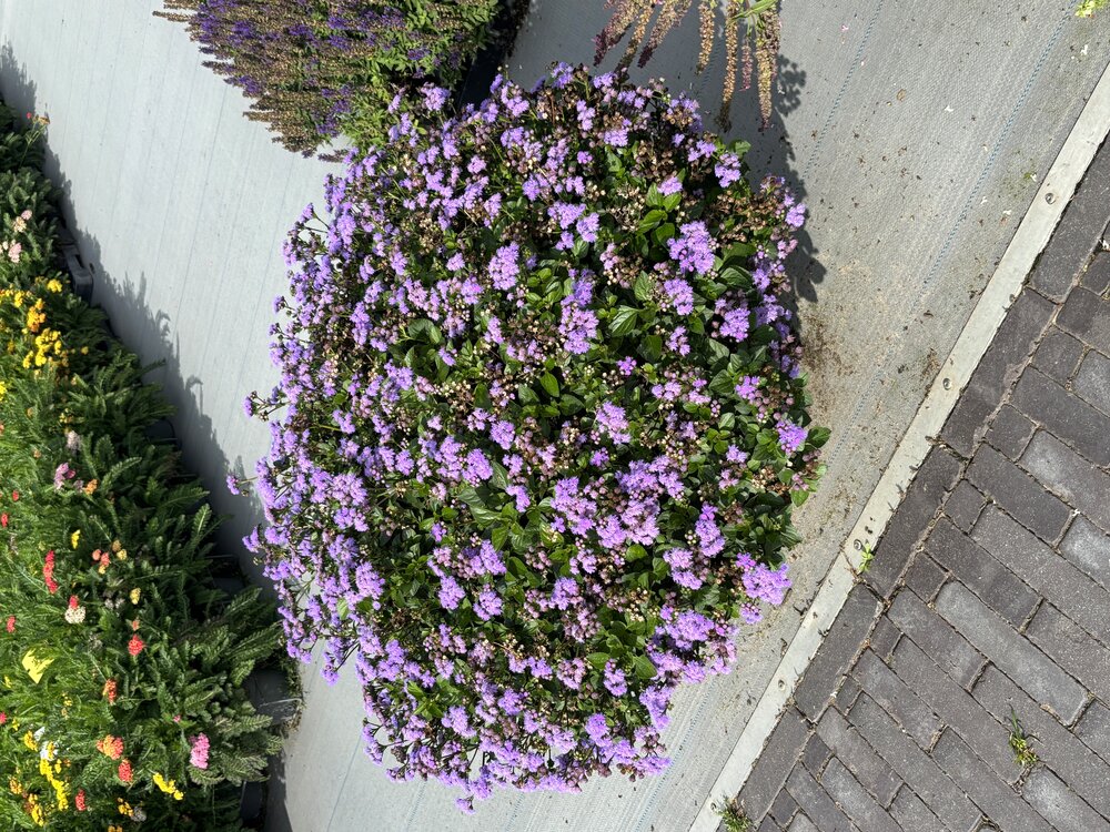 Without any maintenance Monarch Magic has an outstanding garden performance and is very drought tolerant.