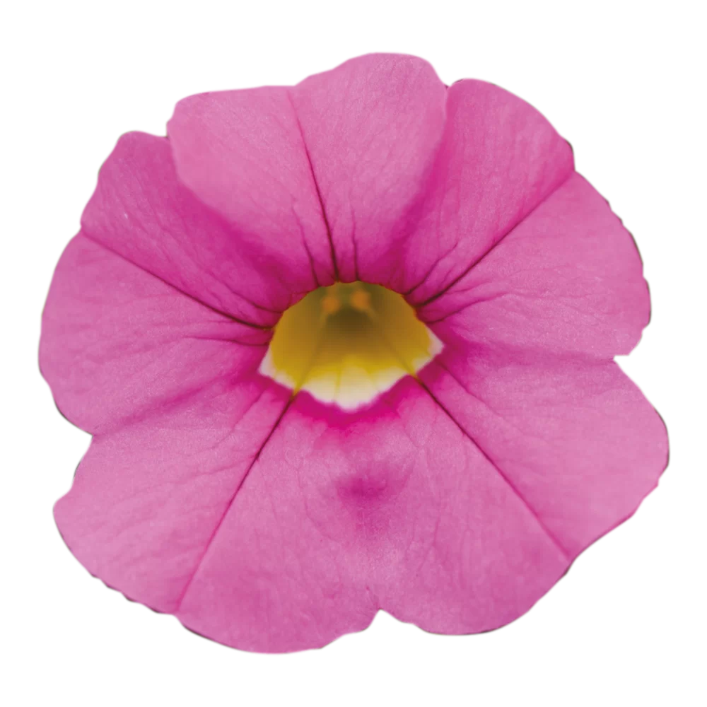Calibrachoa parviflora Cabaret® Early Light Pink