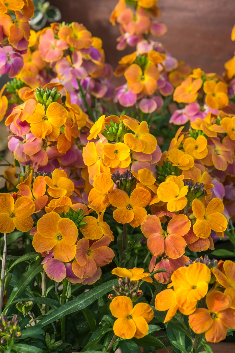 Erysimum linifolium Spring Breeze Sunset