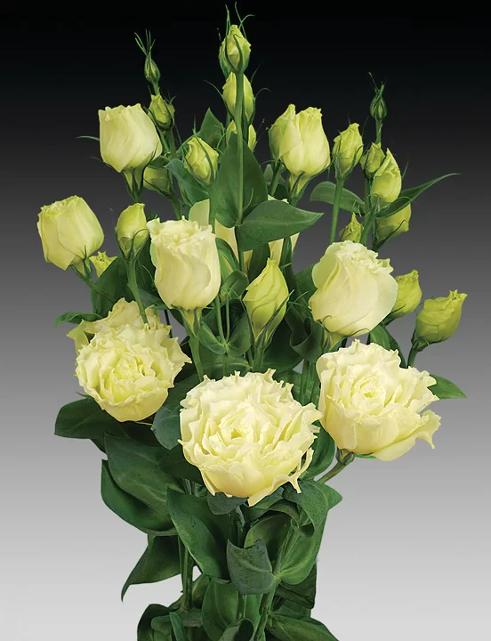 Lisianthus grandiflorum Cessna 3 Yellow impr.
