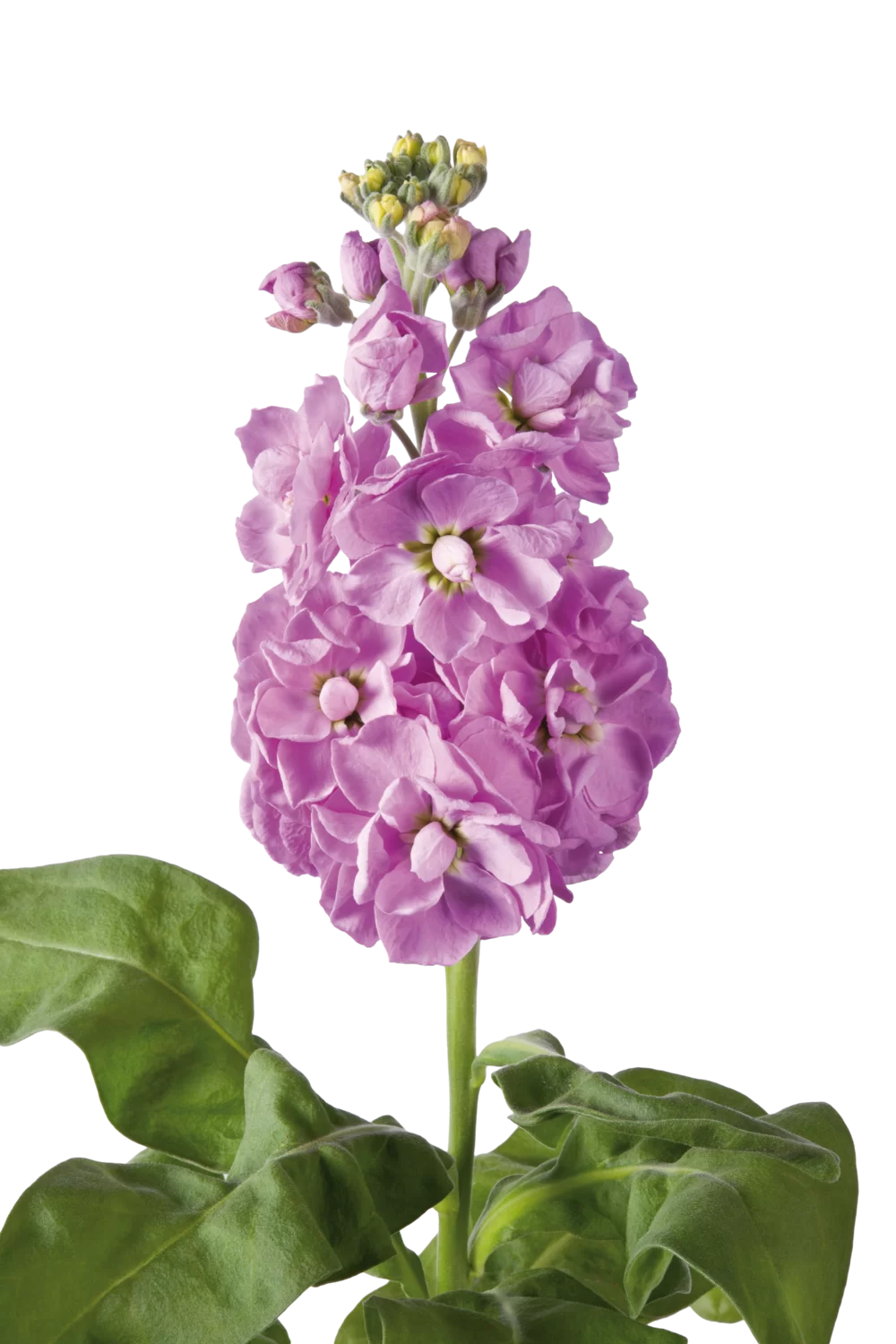 Matthiola incana Centum Pink