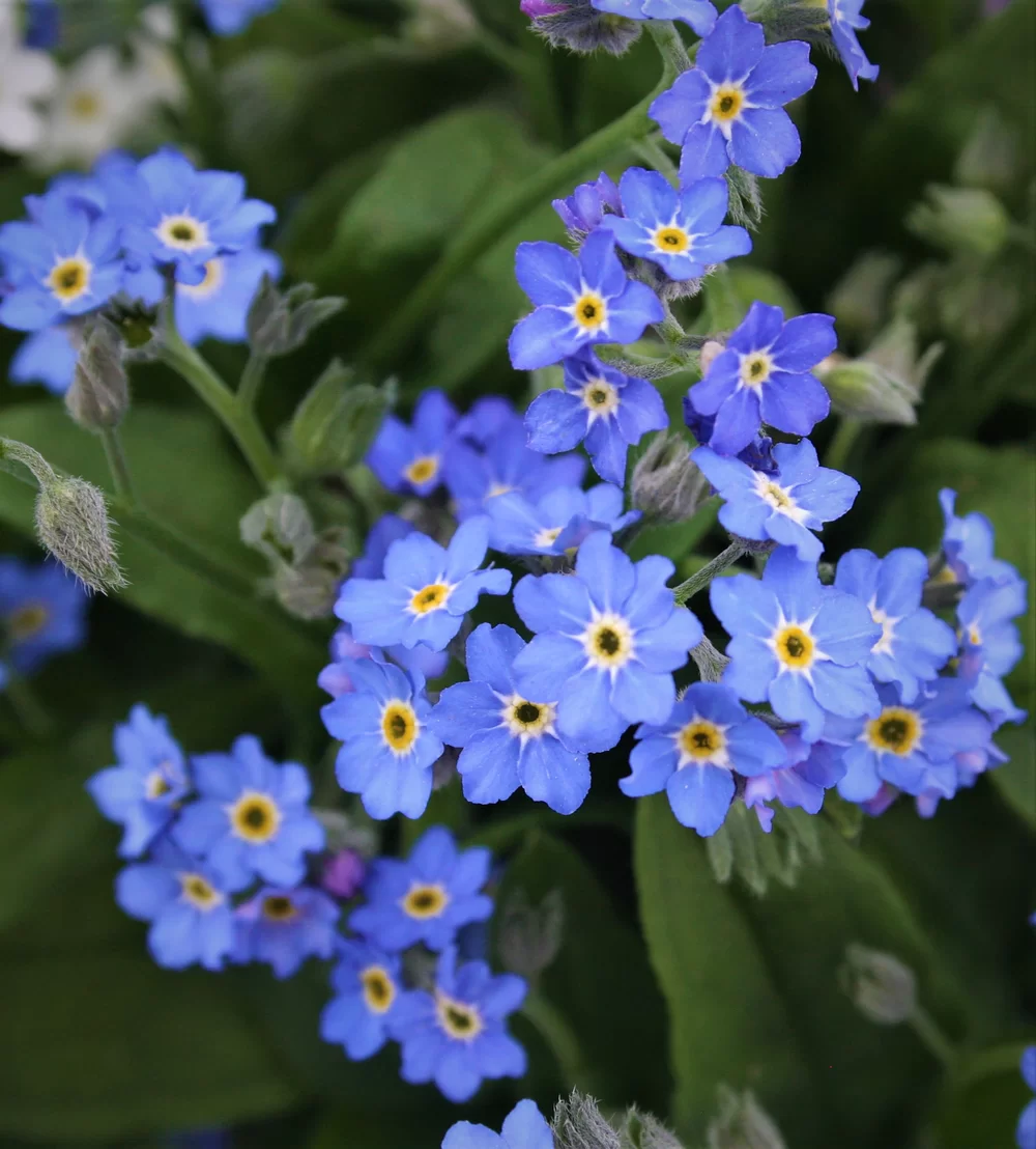 Myosotis sylvatica Mon Amigo Deep Blue