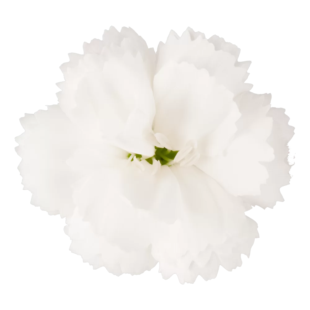 Dianthus caryophyllus Code | Florensis