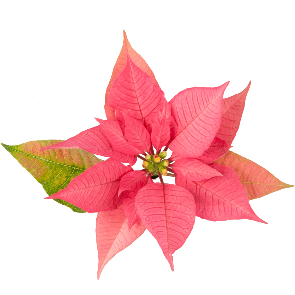 Euphorbia pulcherrima Gloriette Brilliant Pink
