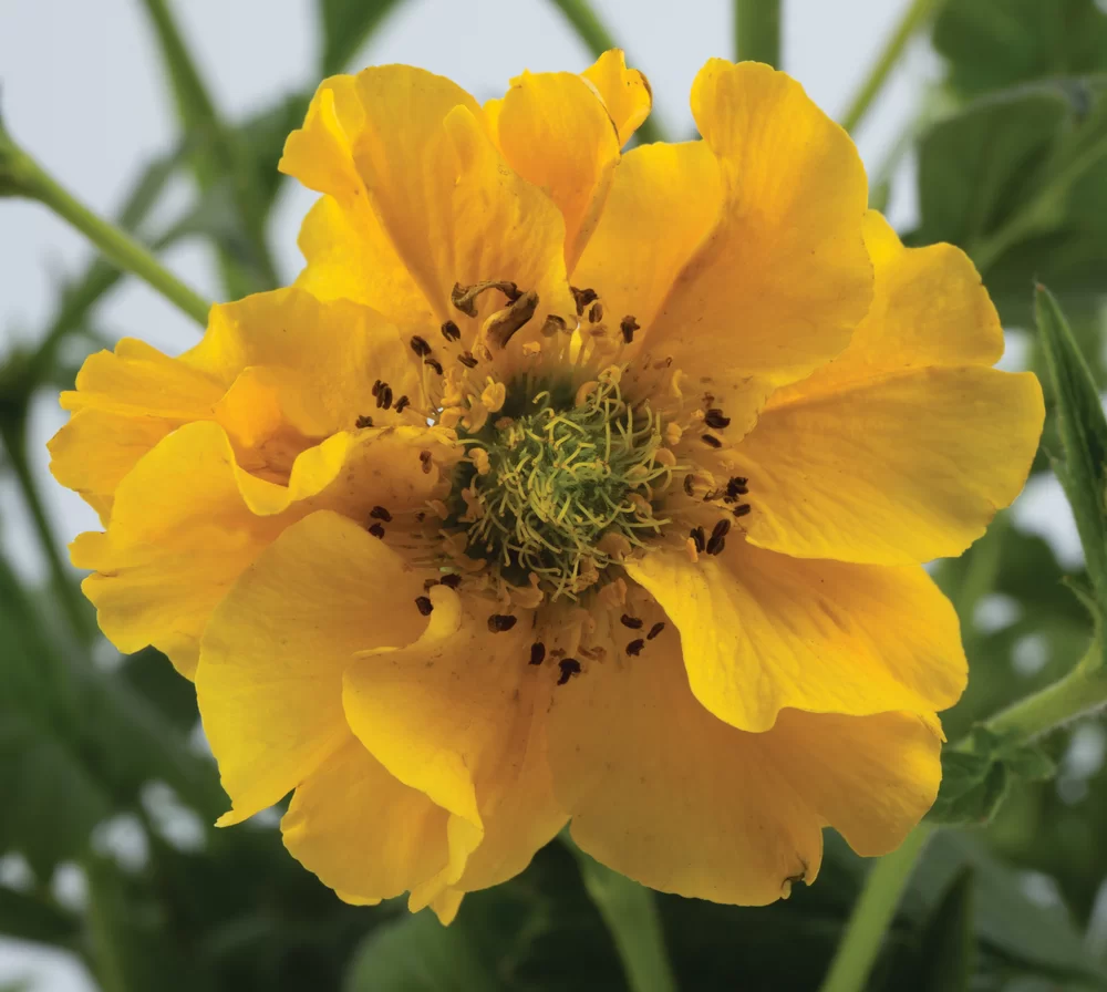 Geum chiloense Lady Stratheden (Goldball)