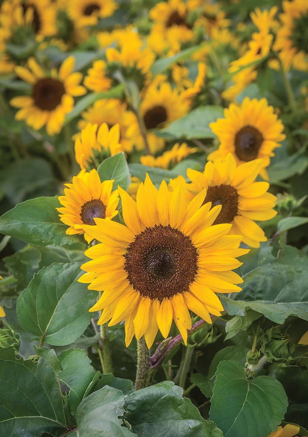 Helianthus annuus Sunray Yellow