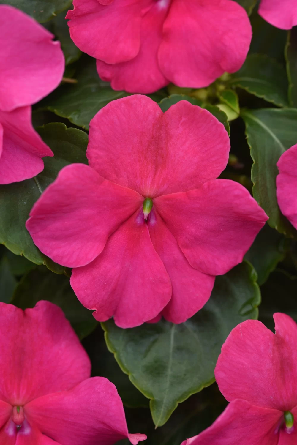 Impatiens walleriana - Beacon® - Rose
