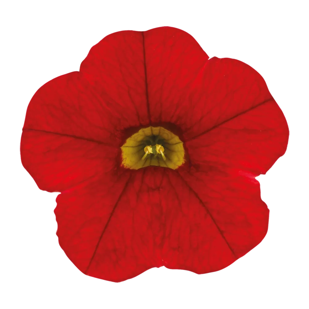 Calibrachoa parviflora Cabaret® Early Bright Red