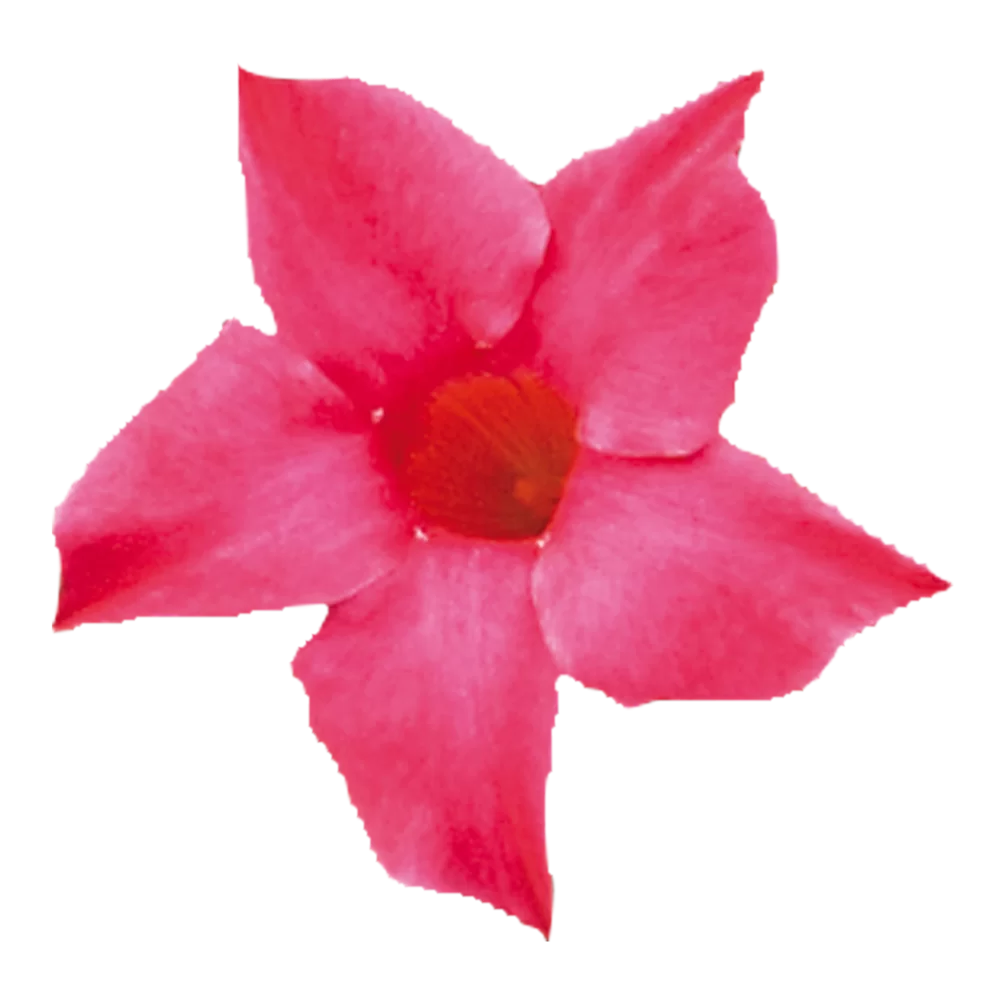 Mandevilla sanderi Sundaville® Pink