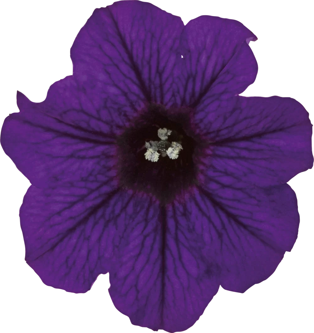 Petunia milliflora Vivini™ Blue