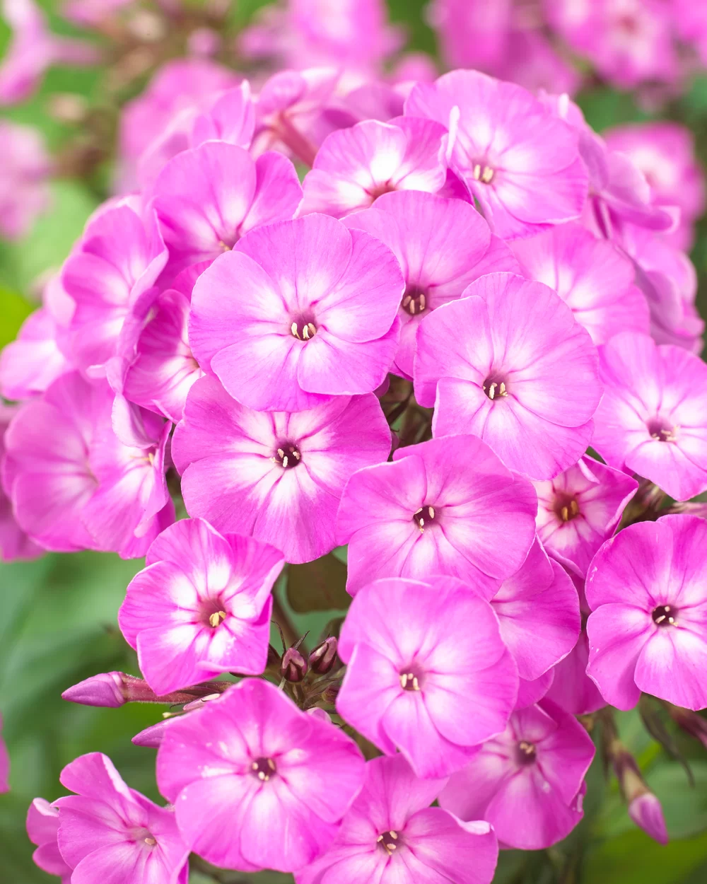 Phlox paniculata Famous Light Purple