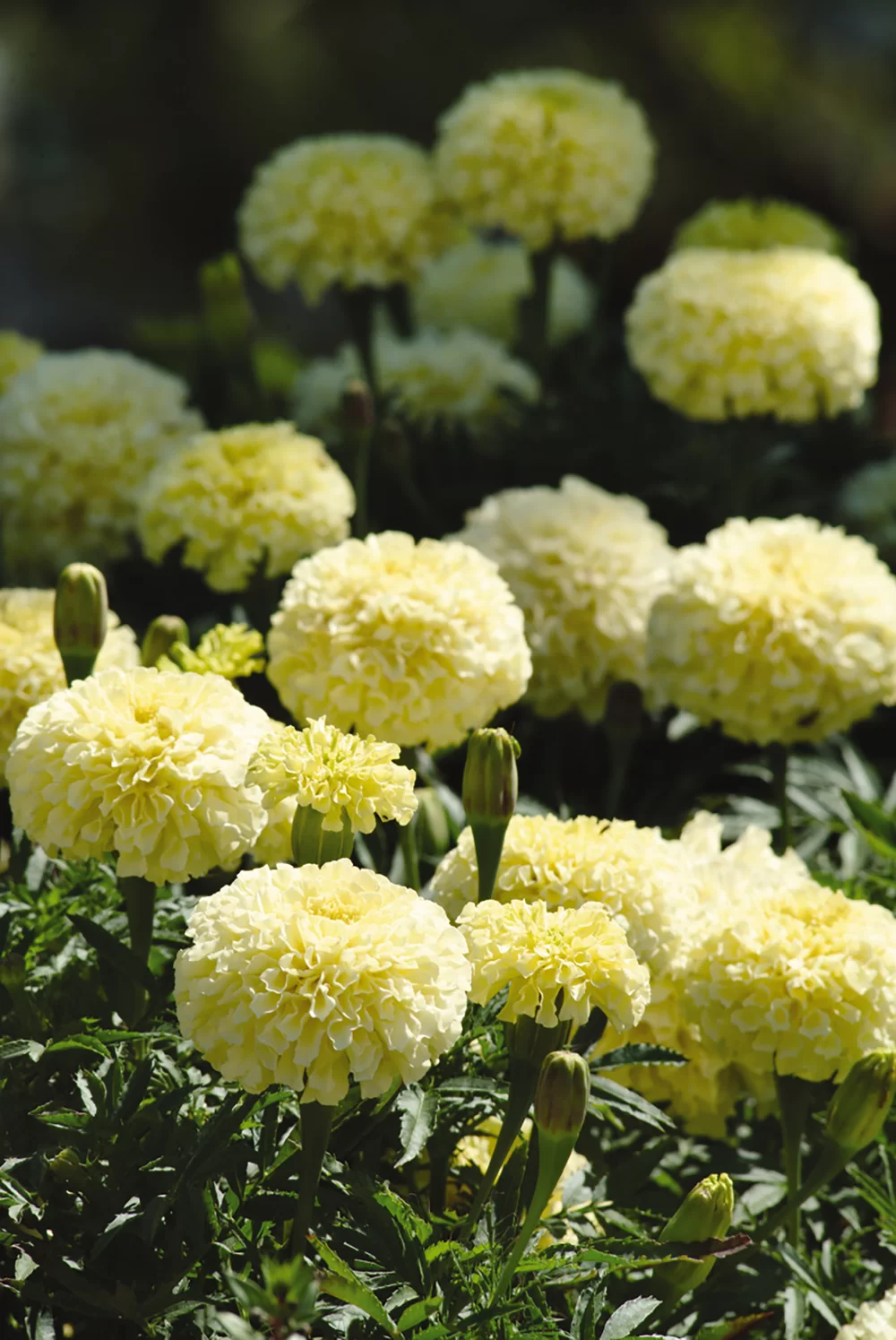 Tagetes erecta Vanilla F1