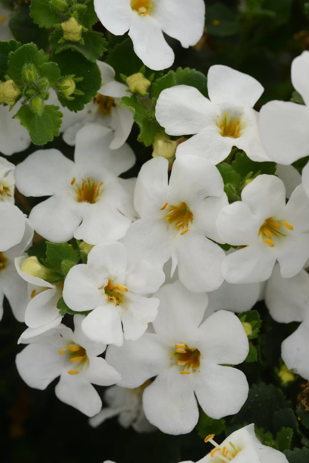 Sutera diffusus MegaCopa™ White old