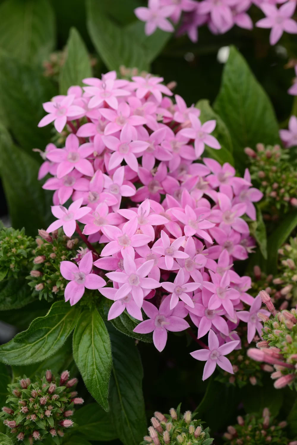 Pentas lanceolata Lucky Star Lavender