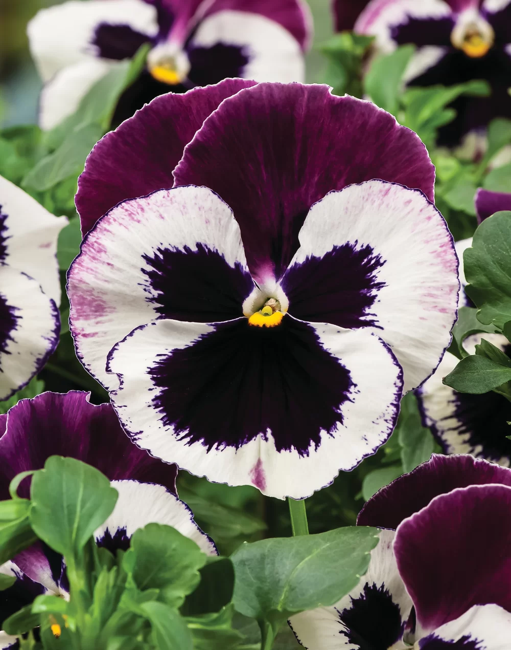 Viola wittrockiana - EVO® - Cassis