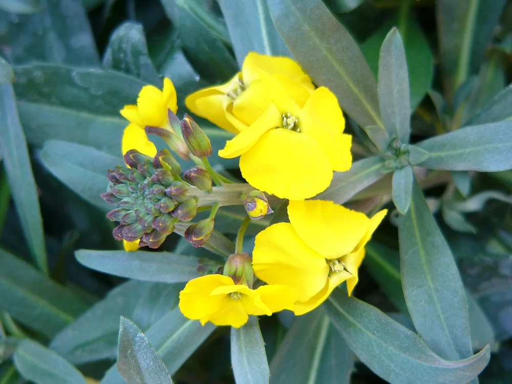Erysimum linifolium Fragrant Sunshine Fragrant Sunshine