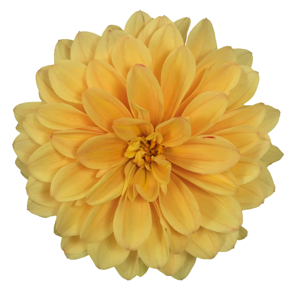 Dahlia coccinea Maxi Noir Golden Yellow