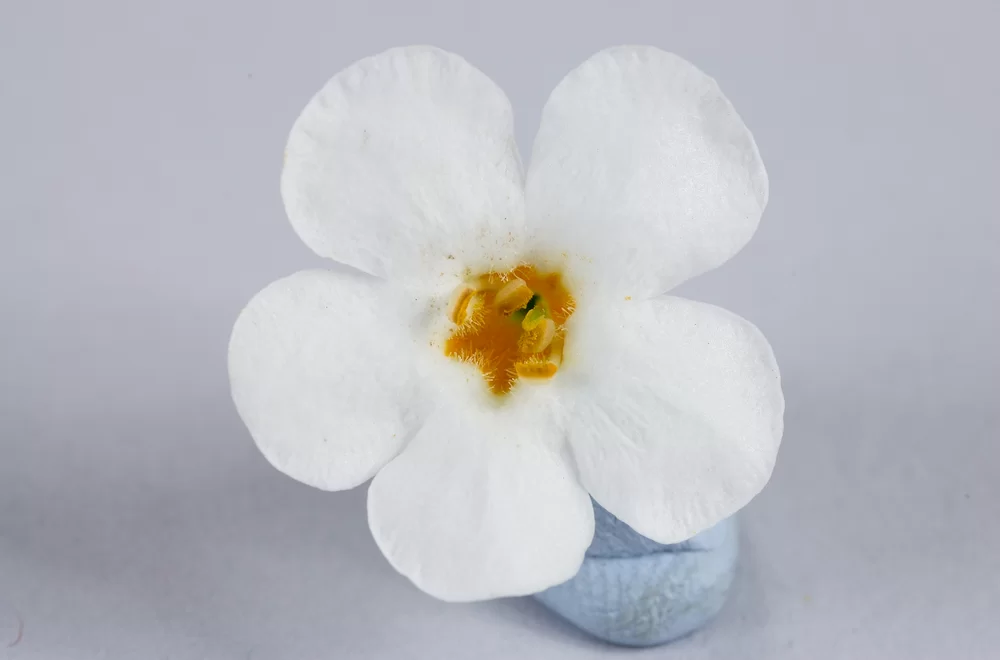 Sutera diffusus Scopia® Compact White