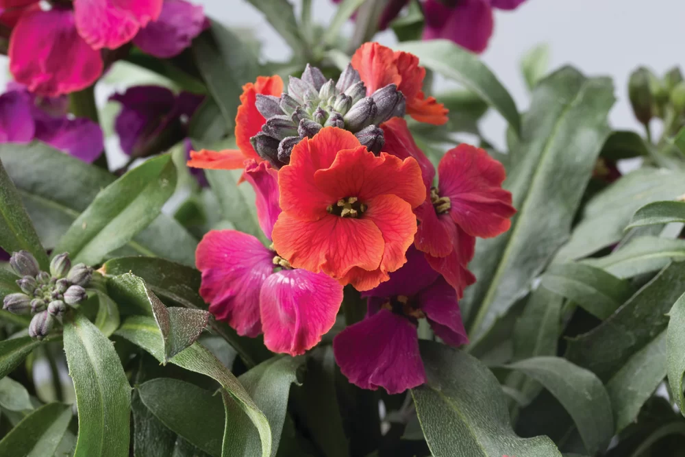 Erysimum linifolium Red Jep