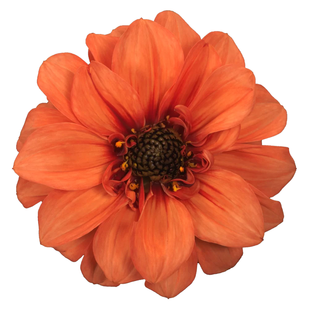 Dahlia coccinea Maxi Noir Orange