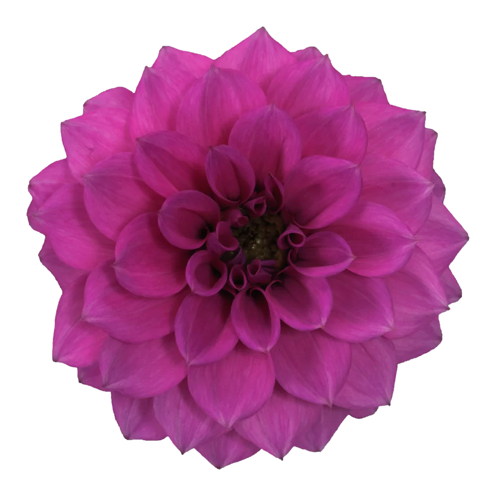 Dahlia coccinea Maxi Noir Lilac