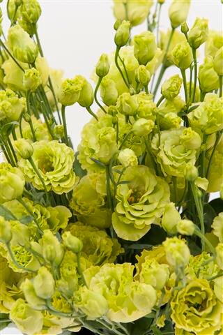 Lisianthus grandiflorum Rosanne 2 Green