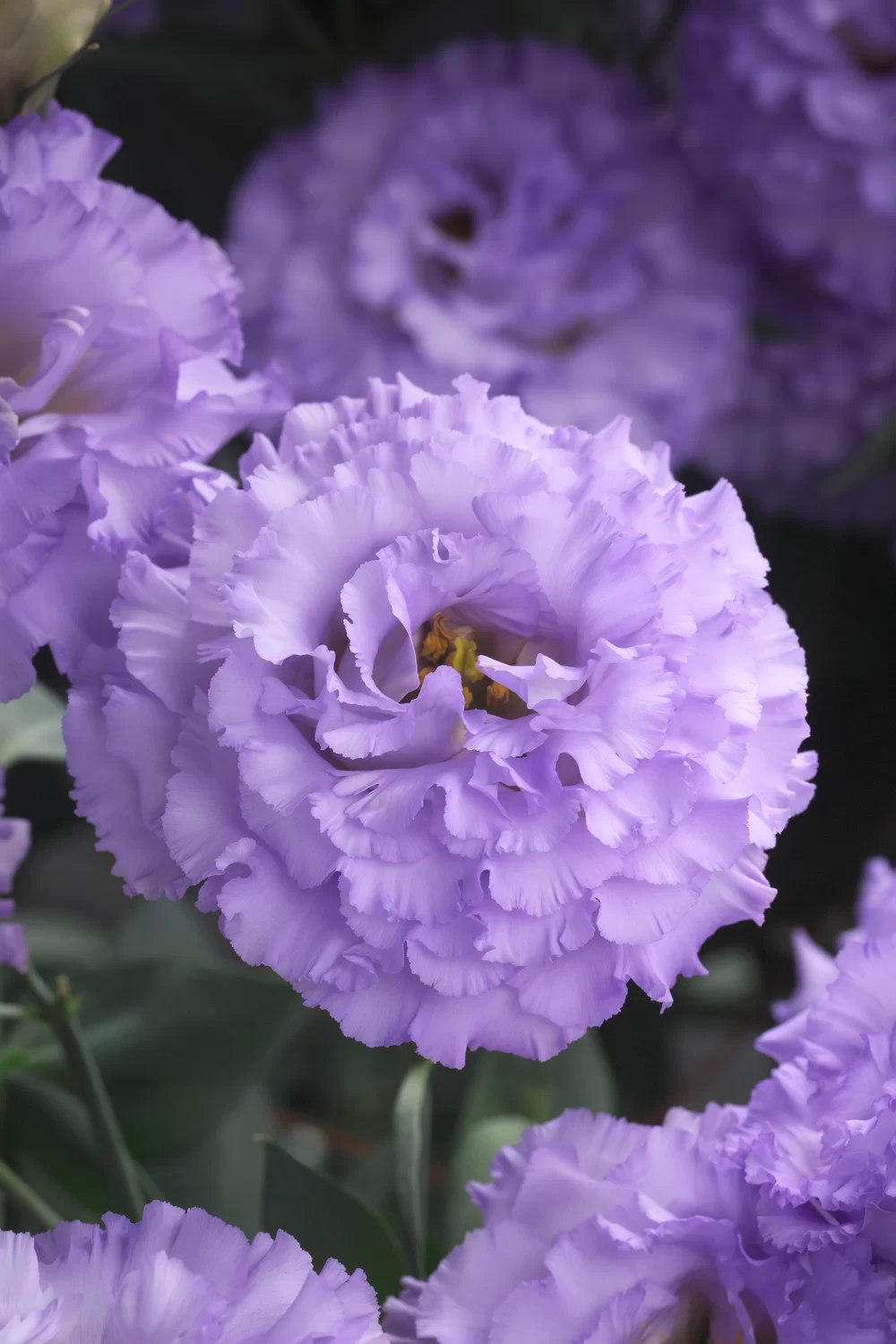 Lisianthus sp. - Corelli - 1 Light Lavender