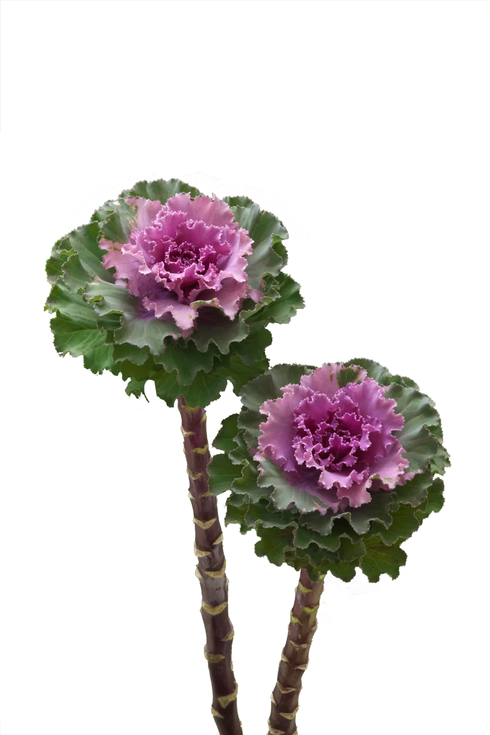 Brassica oleracea - Crane Ruffle - Rose