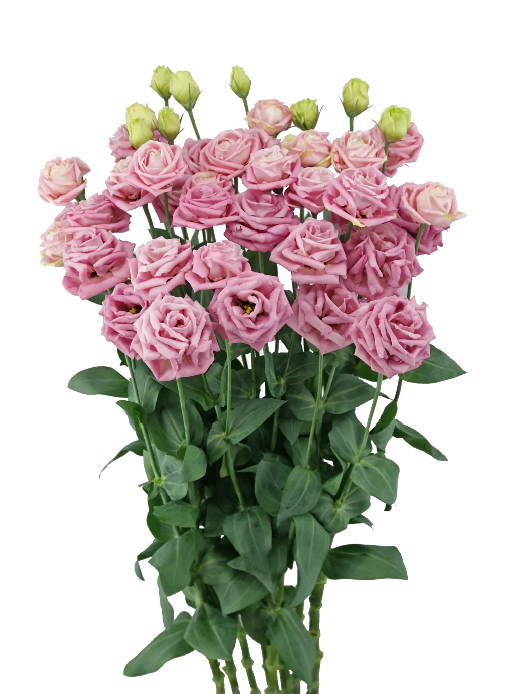 Lisianthus sp. Arosa 3 Pink Impr.