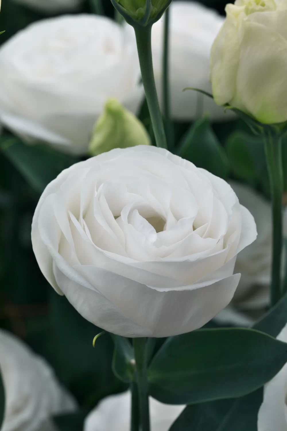 Lisianthus sp. Cupid 3 White