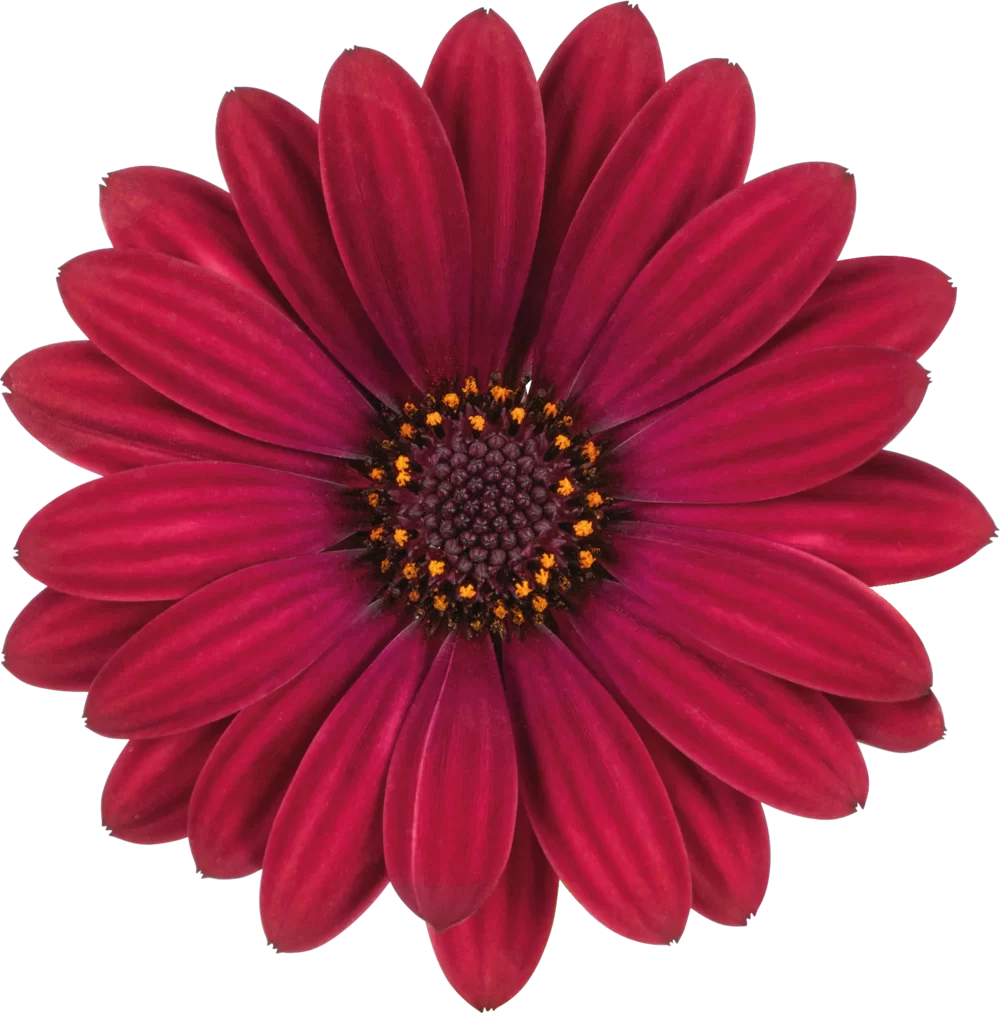 Osteospermum ecklonis Dalina® Red