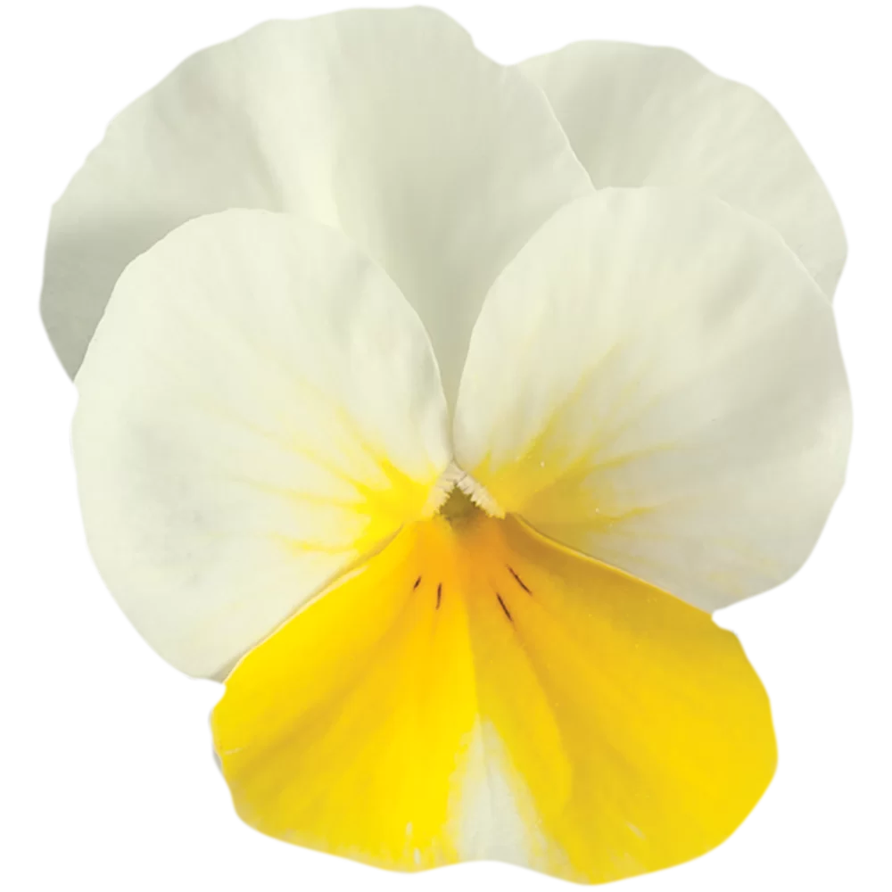 Viola cornuta EVO® Mini Beacon Yellow