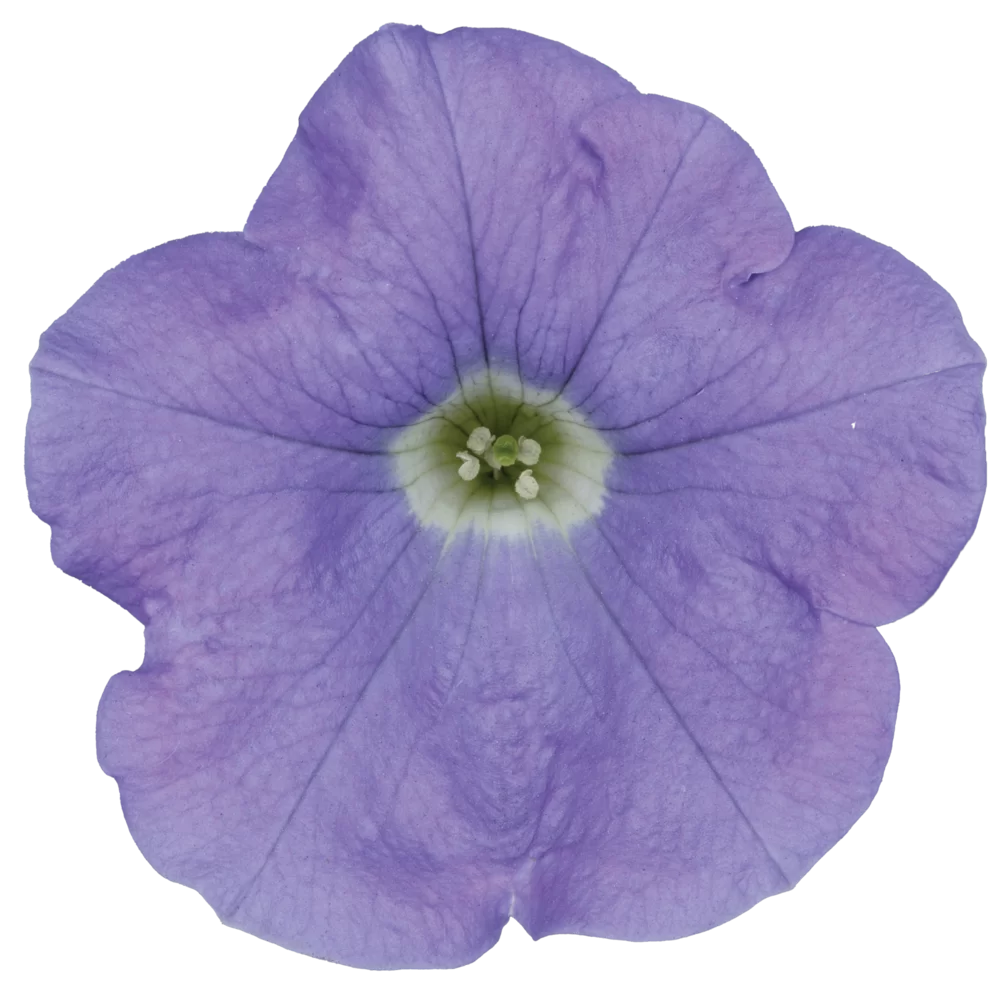 Petunia grandiflora Surfinia® Sky Blue