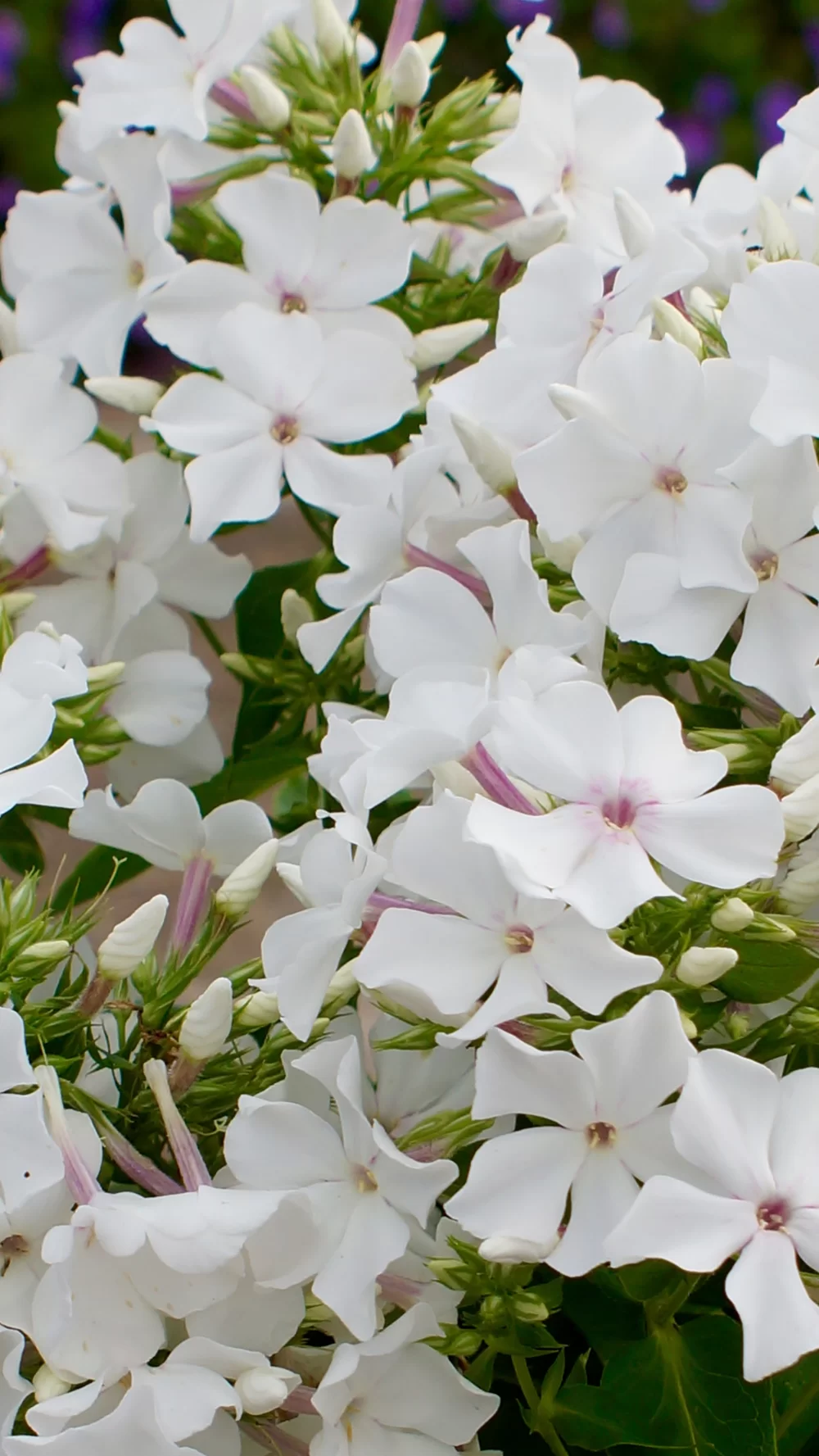 Phlox paniculata Famous White
