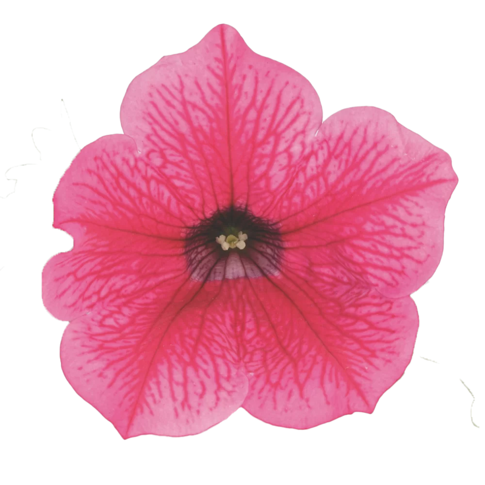 Petunia grandiflora Surfinia® Hot Pink
