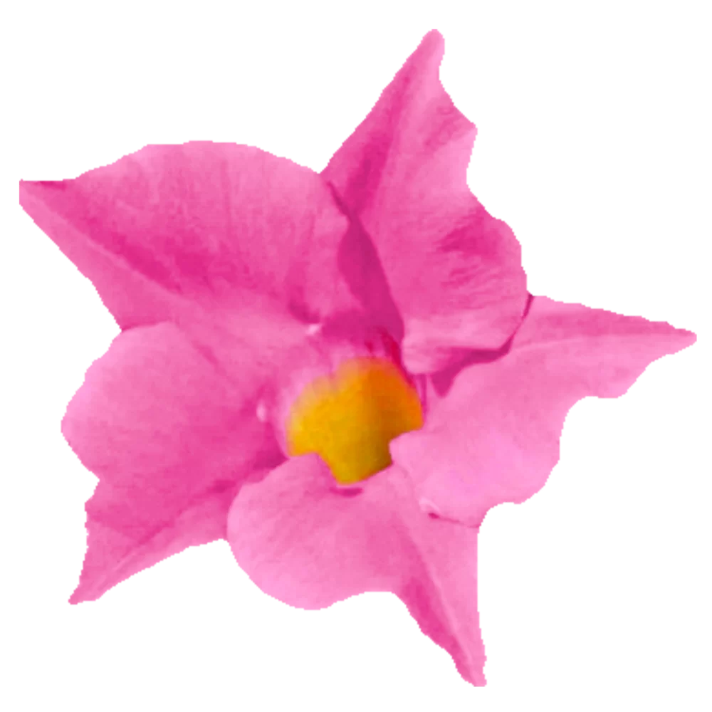 Mandevilla sanderi Jade Pink