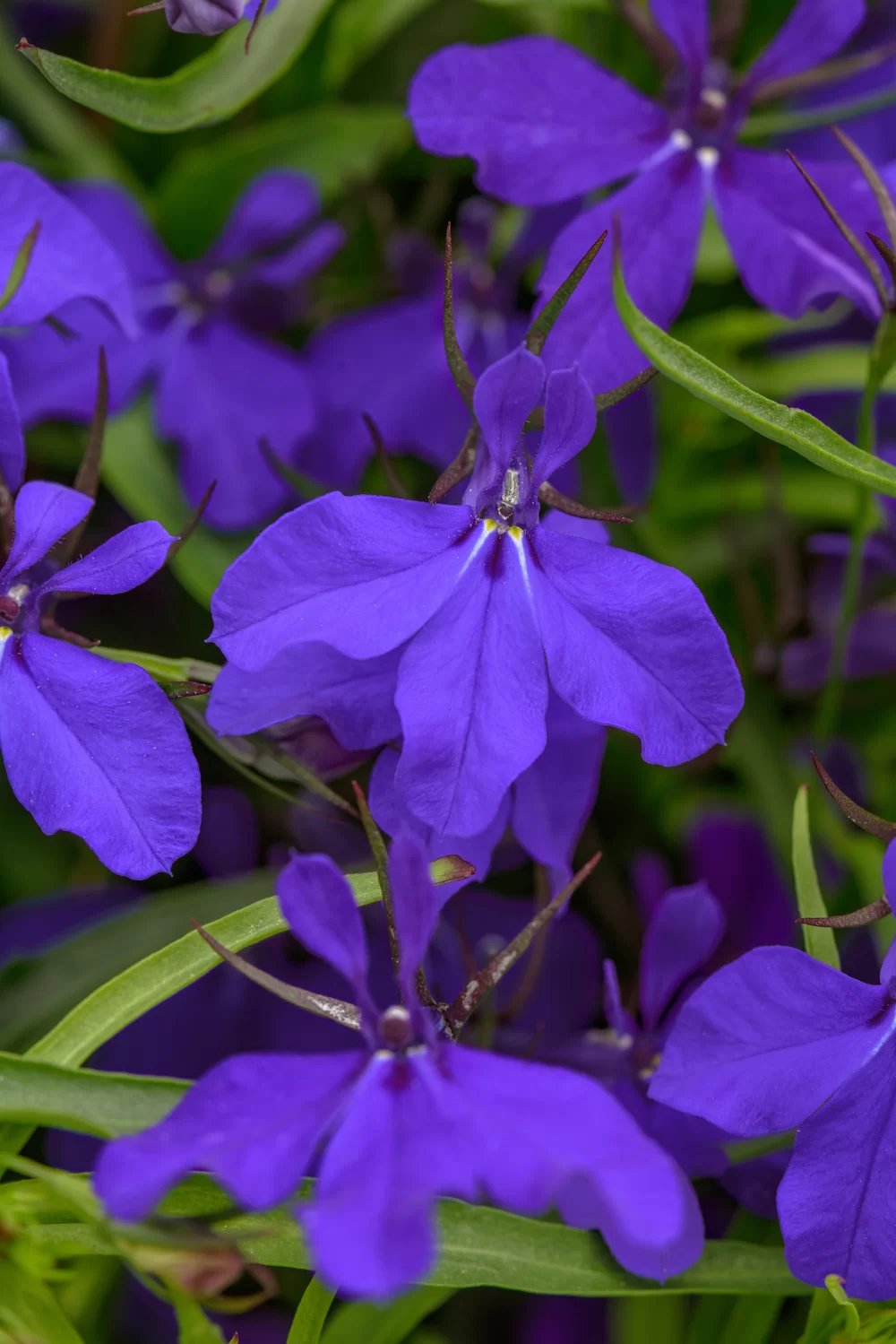 Lobelia erinus Heatopia™ Dark Blue