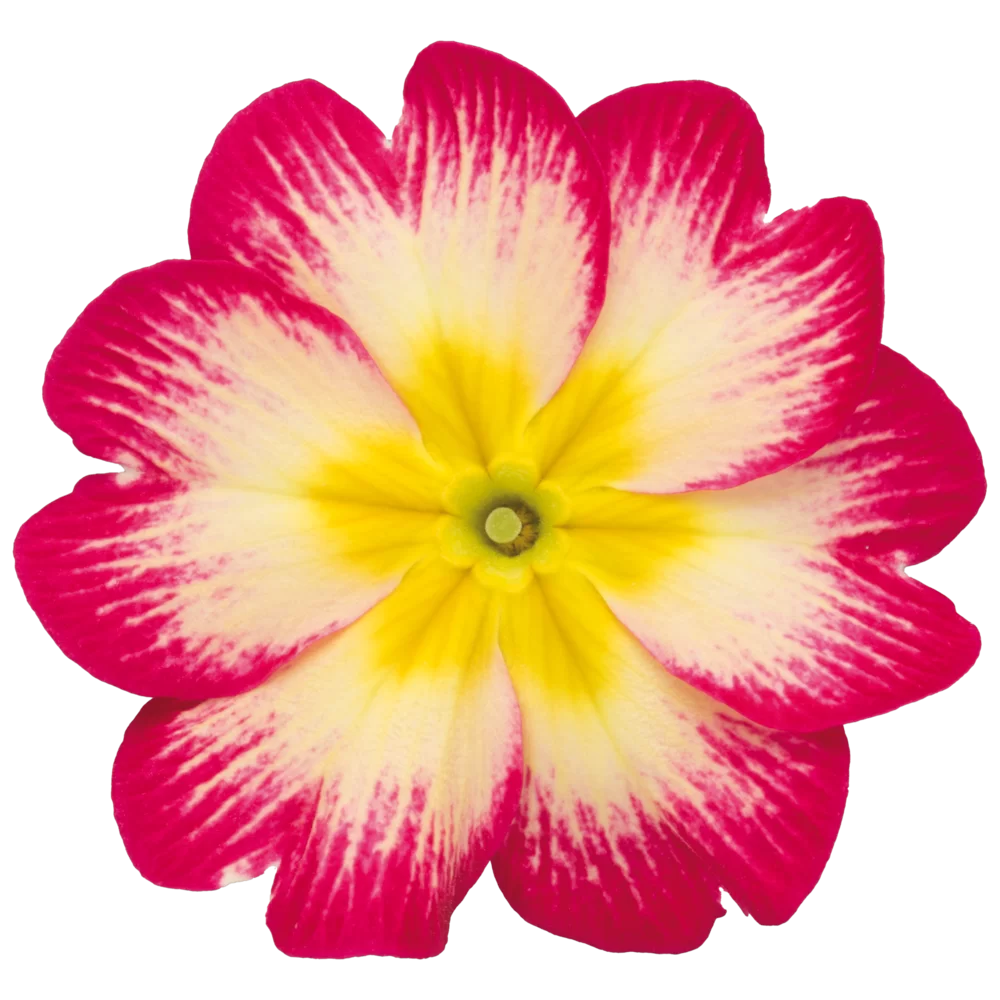 Primula vulgaris Salome® F1 Red Yellow Bicolour