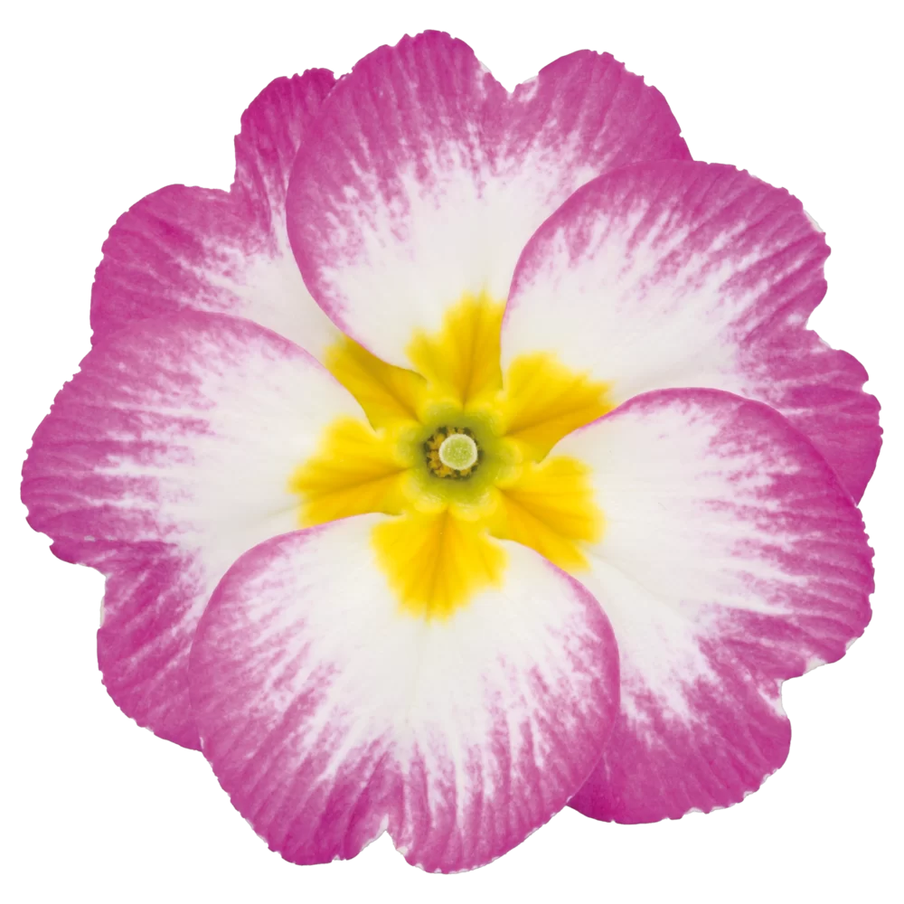 Primula vulgaris Salome® F1 Fire Purple White Exp. 22PA0164