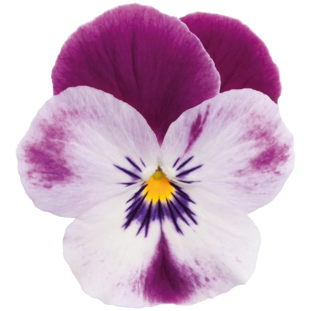 Viola cornuta Vivaldi Cherry Pearls