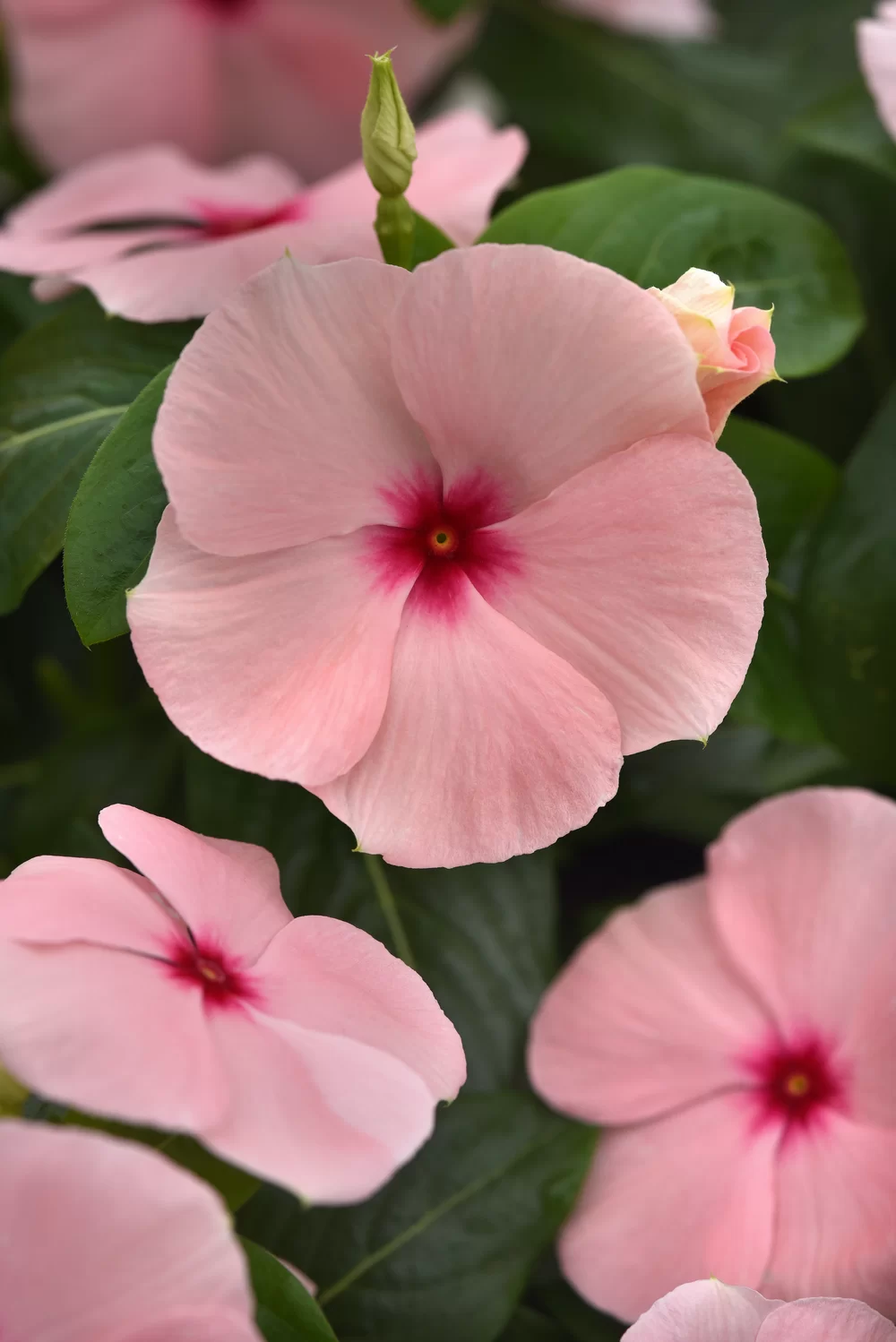 Catharanthus roseus | Florensis, image size:1000x1498