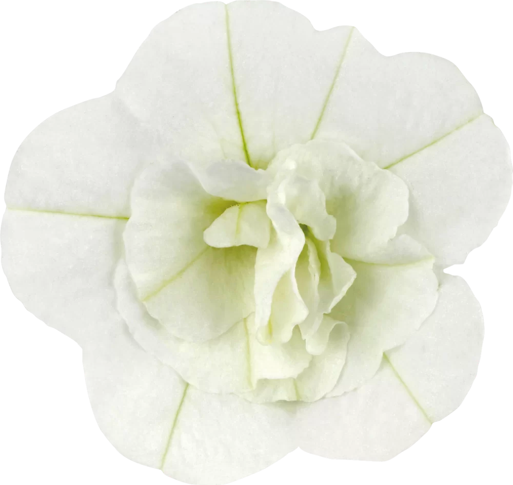 Calibrachoa parviflora Cabaret® Double White