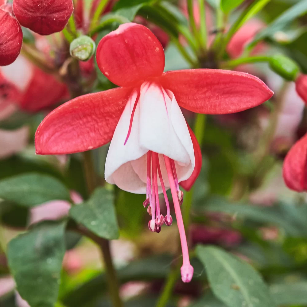 Fuchsia magellanica Diva® Early Red White